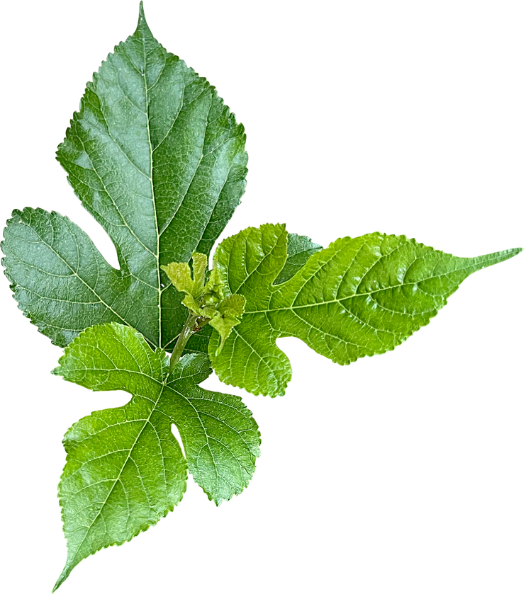 Morus alba leaves