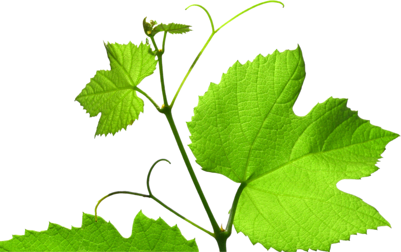 Grapevine Transparent 